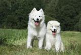 SAMOYEDE 033